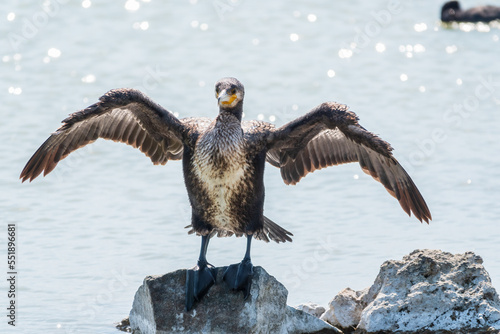 Great cormorant, Phalacrocorax carbo, sits on stone and dries its wings on the wind.