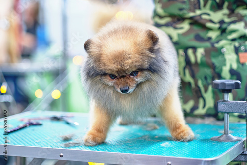 Funny pomeranian in a rack on a grooming table. The concept of animal care