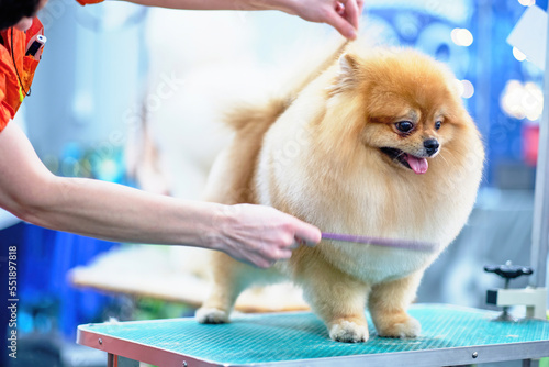 Happy pomeranian dog on the table. Salon grooming. A woman's hand with a comb corrects the chic fur on the chest of a pomeranian Spitz