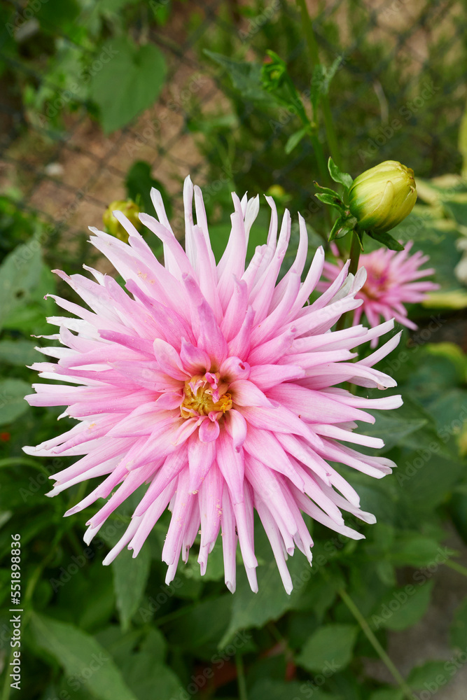 Dahlia flower close up Dahlia flower close up