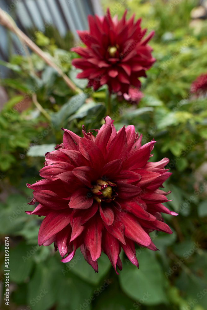 Dahlia flower close up Dahlia flower close up