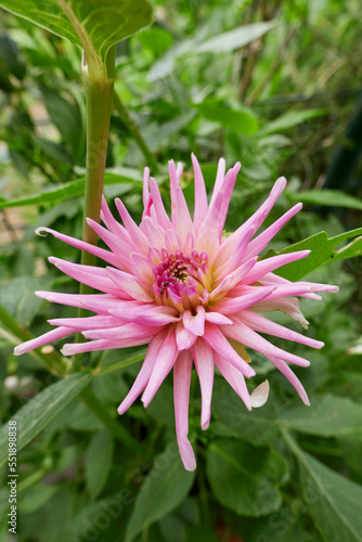 Dahlia flower close up