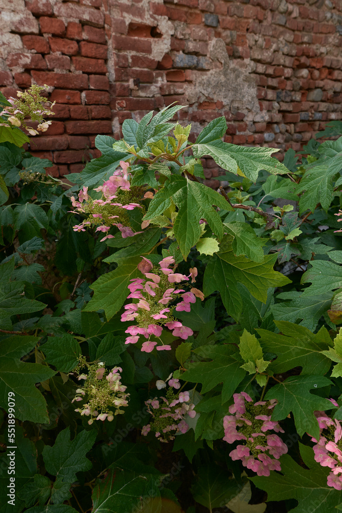 pink inflorescence of Hydrangea quercifolia shrub
pink inflorescence of Hydrangea quercifolia shrub