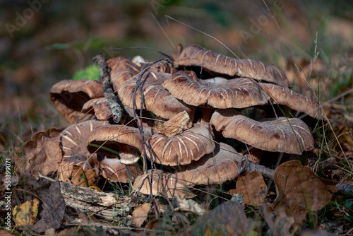 Armillaria gallica or another Armillaria mushroom cluster on a tree roots photo