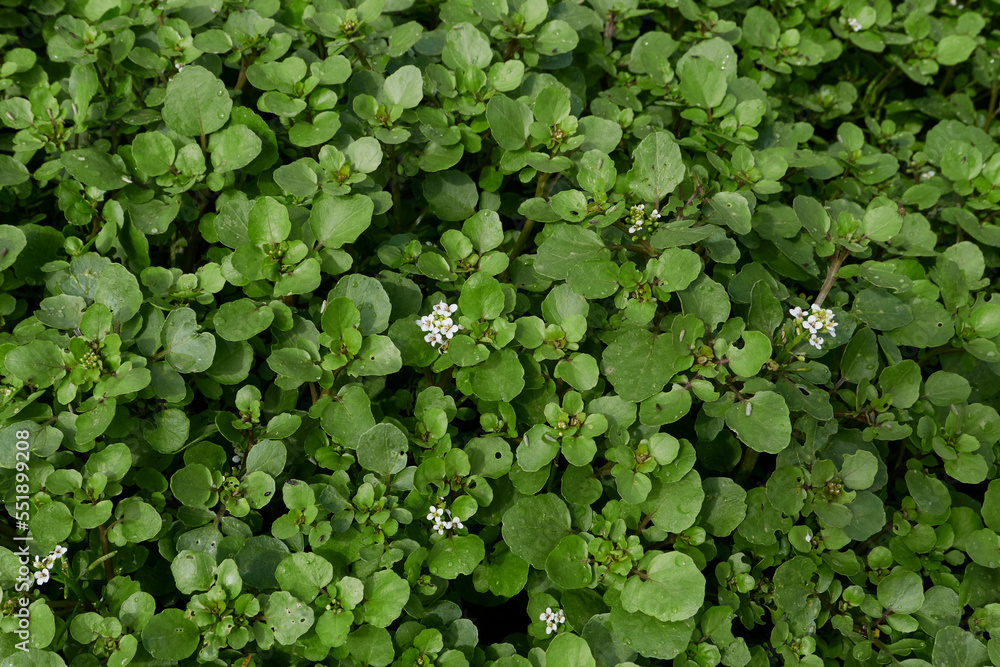 Nasturtium officinale Nasturtium officinale
