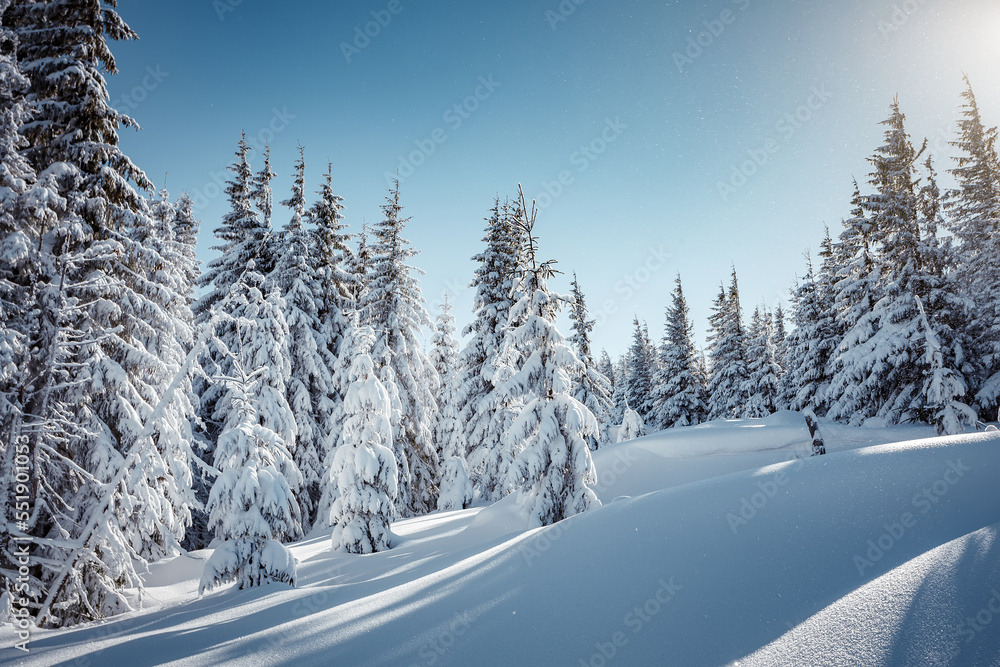 Awesome Winter alpine highlands in sunny day. Natural Forest of Spruce Trees, Sunbeams through Fog create mystic Atmosphere. Idylic Athmospheric Landscape. picturesque nature scenery. creative image Awesome Winter alpine highlands in sunny day. Natural Forest of Spruce Trees, Sunbeams through Fog create mystic Atmosphere. Idylic Athmospheric Landscape. picturesque nature scenery. creative image