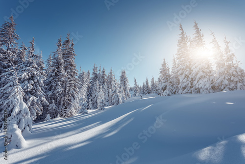 Wonderful wintery Scenery in sunny day. Winter landscape with snow capped mountain under sunlight. Popular hiking and travel place. Winter wonderland. stunning nature background. Carpathian mountains © jenyateua