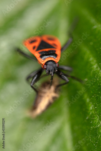 Firebug - Pyrrhocoris apterus - Pyrrhocoridae