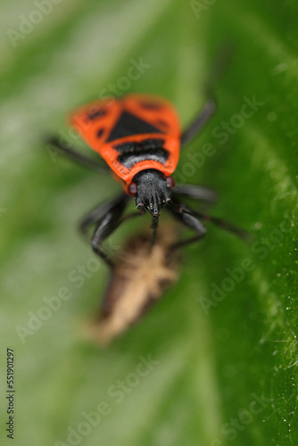 Firebug - Pyrrhocoris apterus - Pyrrhocoridae