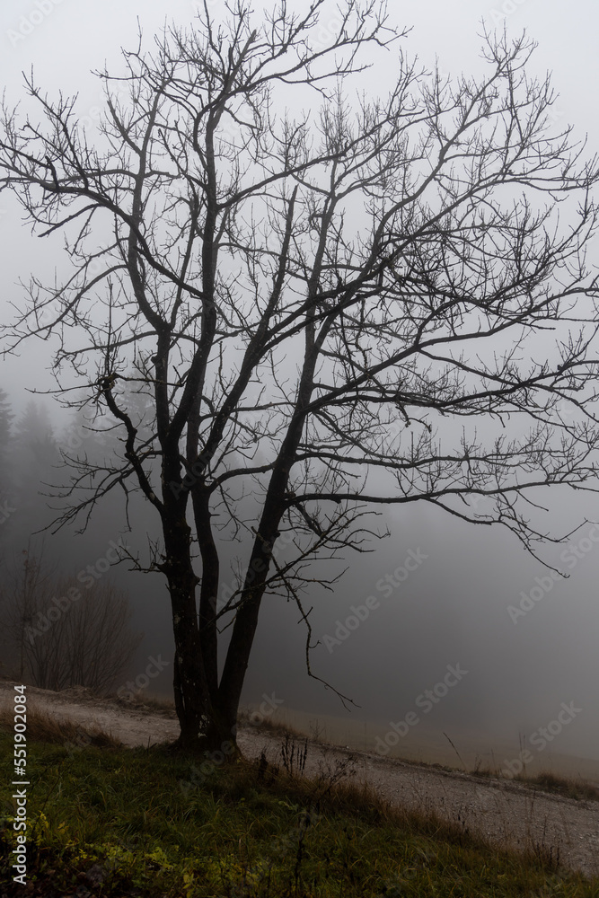 One deciduous tree without leaves is in a forest in autumn in fog. Vertical One deciduous tree without leaves is in a forest in autumn in fog. Vertical
