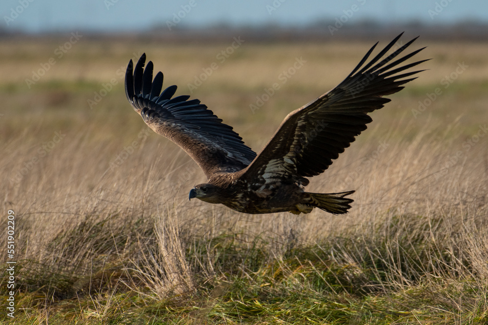 White-tailed eagle in natural environment White-tailed eagle in natural environment