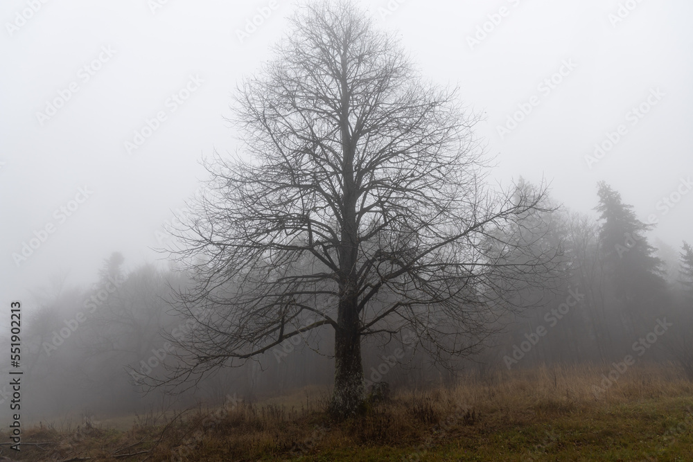 One larch tree without leaves is in a forest in autumn in fog One larch tree without leaves is in a forest in autumn in fog