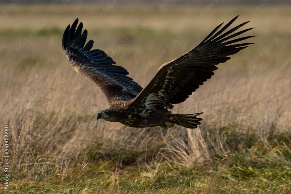 White-tailed eagle in natural environment White-tailed eagle in natural environment