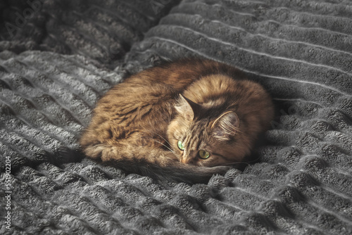 A cute fluffy tabby cat is sleeping on a gray blanket.