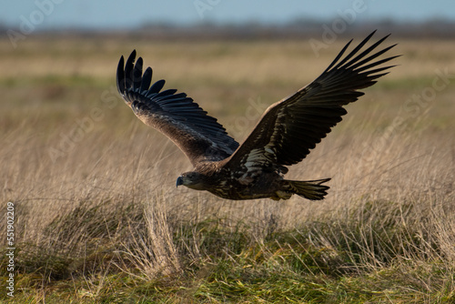 White-tailed eagle in natural environment