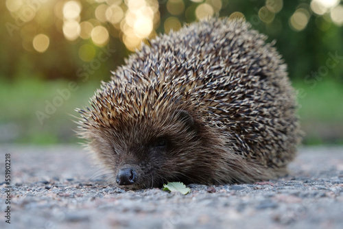 Hedgehog on the road, scientific name - Erinaceus europaeus