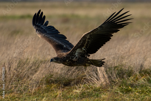 White-tailed eagle in natural environment