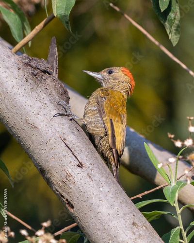 A  Little Woodpecker also know as Pica-pau or Carpintero perched on the branch. Species Veniliornis passerinus. Birdwatching. Birding. Bird lover. photo