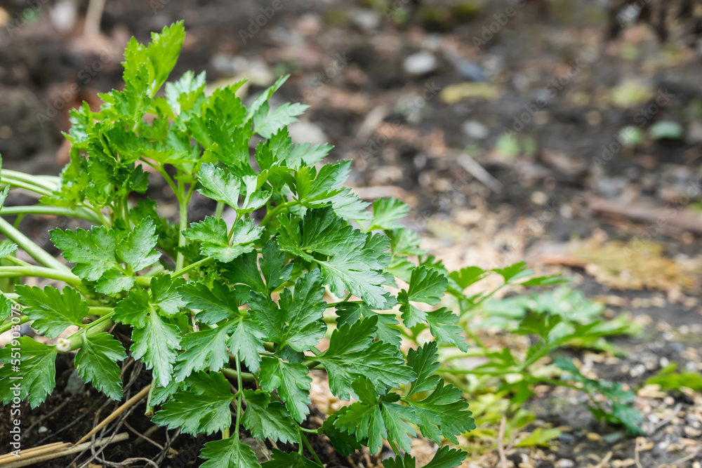 畑のイタリアンパセリ