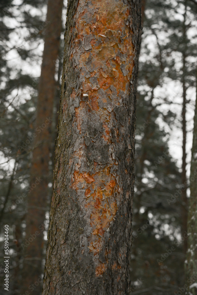 Brown pine tree trunk with dead bark. bokeh background