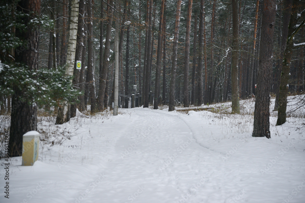 The tourist walking path in the pine forest is covered with white snow in winter. human footprints on the trail.
