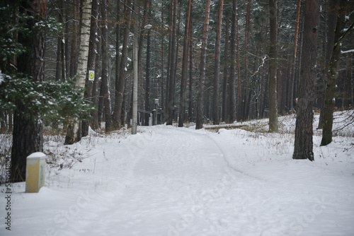 The tourist walking path in the pine forest is covered with white snow in winter. human footprints on the trail.