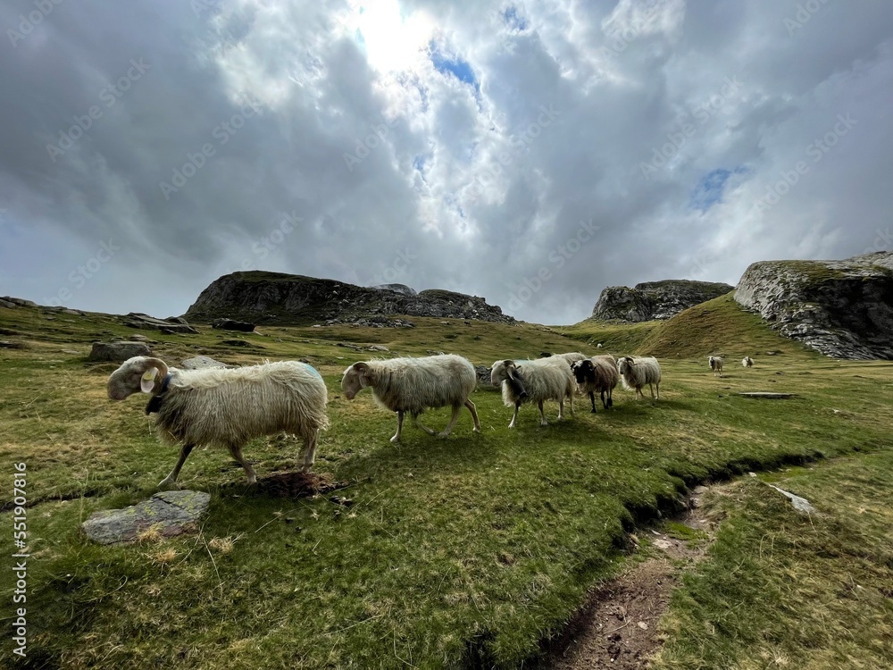 Fototapeta premium Oveja Carranzana 