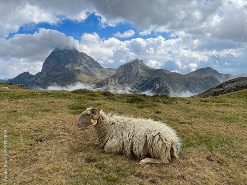 Oveja Carranzana  photo