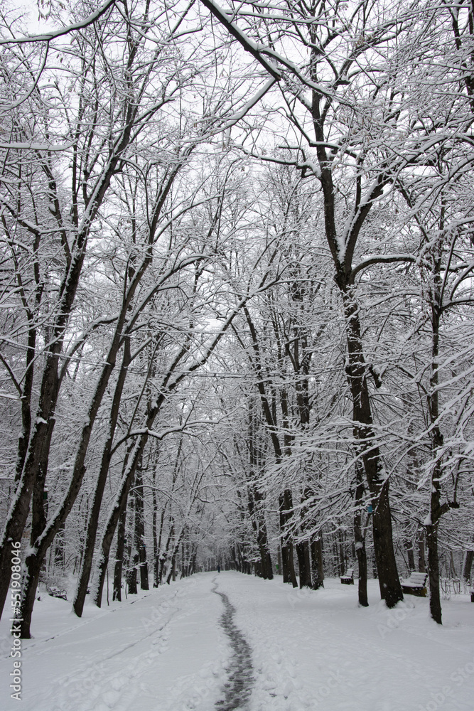 Alley in the park on a winter morning