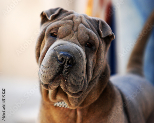 Fotografie a beautiful dog of the shar pei breed