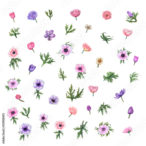 Watercolor set with anemones isolated on white background. Floral elements for create Valentine's day, birthday and mothers day cards, wedding invitation, for wrapping paper or textiles.