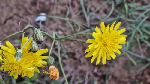 Sonchus tenerrimus, conocido comúnmente por cerraja menuda o cerraja tierna, es una especie de planta herbácea del género Sonchus en la familia Asteraceae. photo