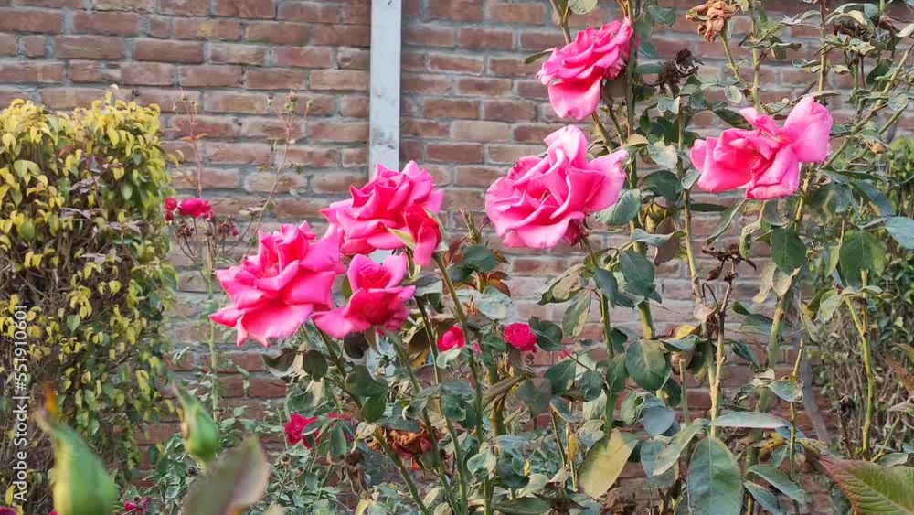 4k footage of Floribunda rose. Rose footage. Floribunda is a modern