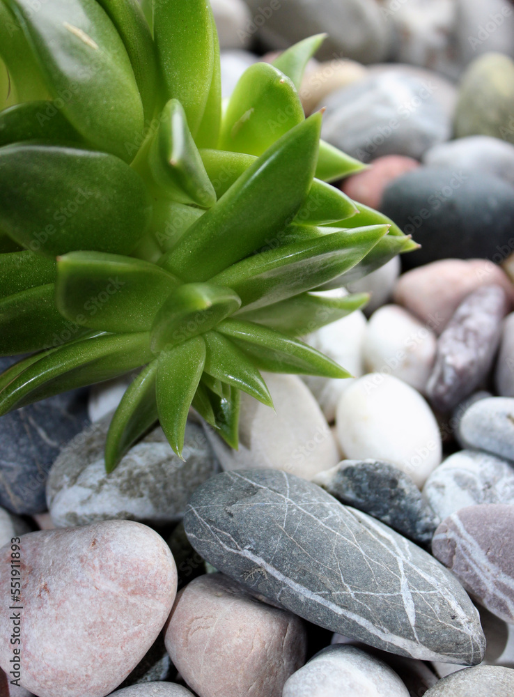 Fototapeta premium Green Plant With Succulent Leaves Sprouts Through Smooth Rocks Stock Photo For Vertical Story 