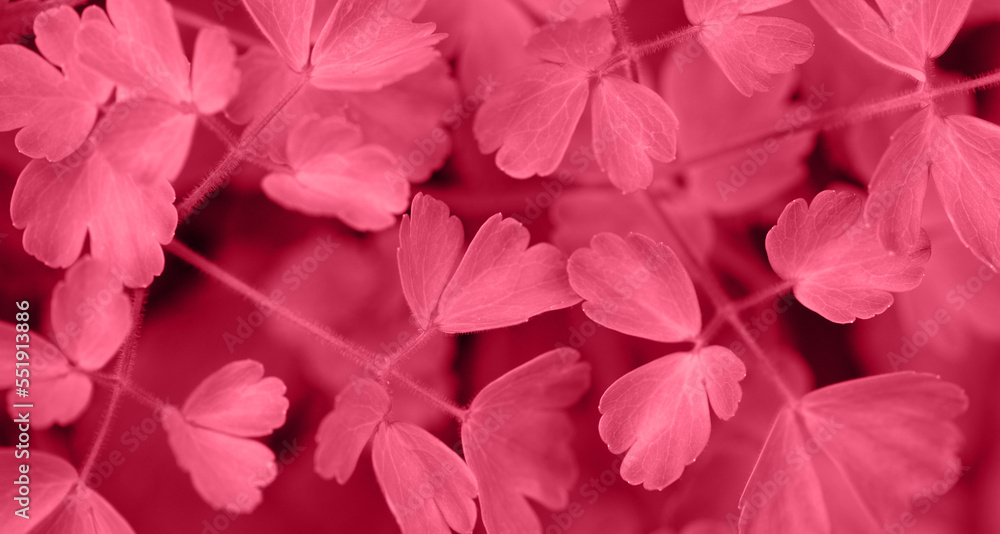 Viva Magenta beautiful leaves texture and background. Aquilegia or columbine leaves closeup. Trendy color of year 2023 Viva Magenta. Viva Magenta beautiful leaves texture and background. Aquilegia or columbine leaves closeup. Trendy color of year 2023 Viva Magenta.