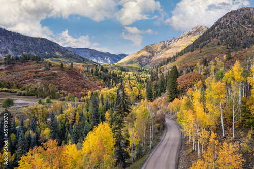 Golden Autumn Aspen on Last Dollar Road near Telluride Colorado 