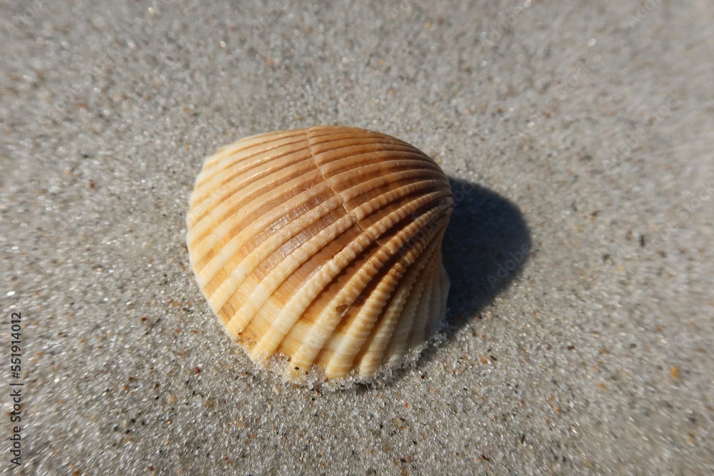 Beautiful seashell on Florida beach, closeup Beautiful seashell on Florida beach, closeup