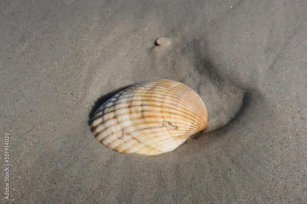 Yellow shell on the sand in Florida beach Yellow shell on the sand in Florida beach