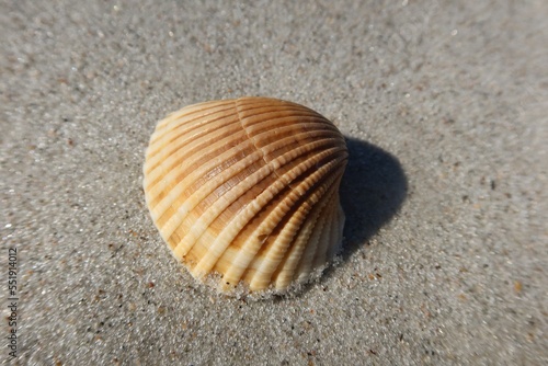 Beautiful seashell on Florida beach, closeup