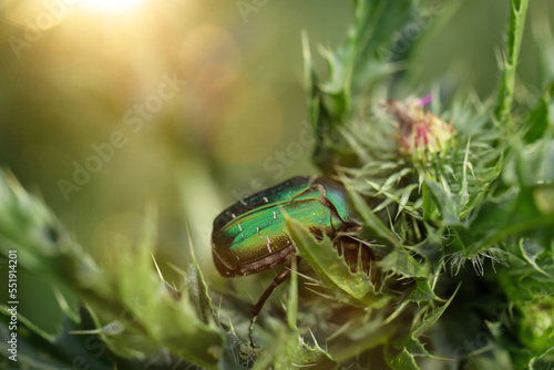 Ein Rosenkäfer auf einer Mariendistel. Nahaufnahme eines grünen Rosenkäfers.