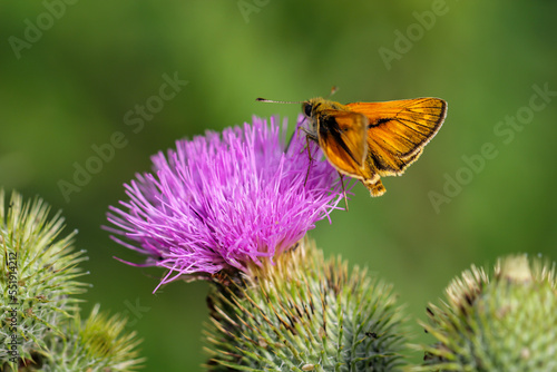 Ein Schwarzkolbiger Braun Dickkopffalter (Thymelicus lineola) auf dem Blatt einer Graspflanze.