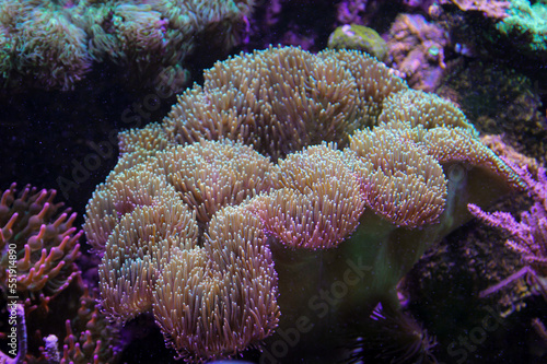 Eine große Anemone in einem Meerwasser Aquarium.