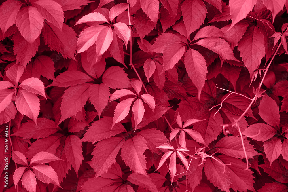 Viva Magenta pink leaves texture and background. Trendy color viva magenta in the 2023 year. Parthenocissus or boston ivy leaves closeup.