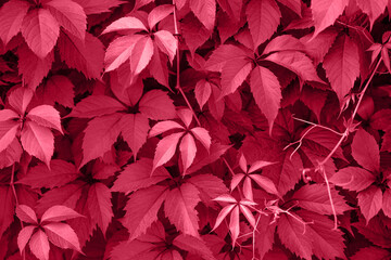 Foto auf Acrylglas Pantone 2023 Viva Magenta Viva Magenta pink leaves texture and background. Trendy color viva magenta in the 2023 year. Parthenocissus or boston ivy leaves closeup.  © miss.lemon