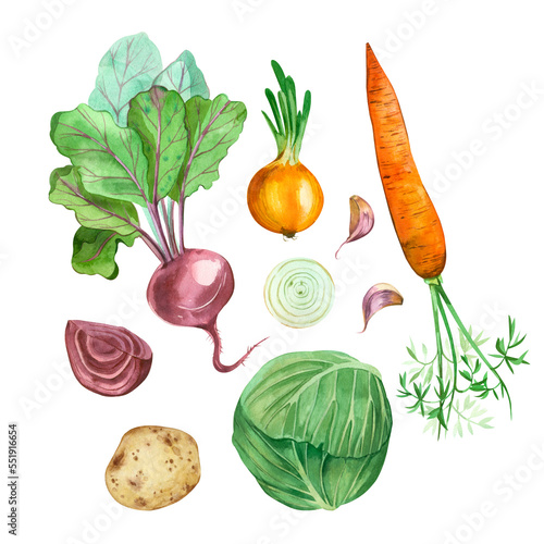Fototapeta Naklejka Na Ścianę i Meble -  Vegetables. Set of watercolor vegetables on a white background. Carrots, cabbage, garlic, potatoes, beets hand-drawn in watercolor. All elements are isolated on a white background. For print, design.