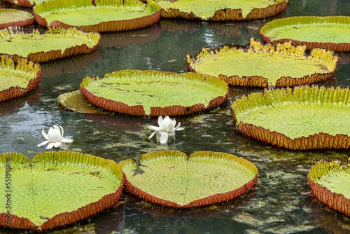 Victoria amazonica lotus flower plant in bloom showing rare white flower on waterline