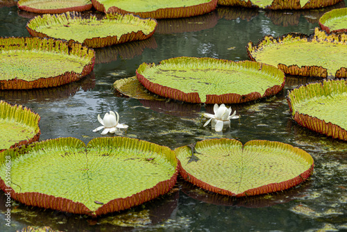Victoria amazonica lotus flower plant in bloom showing rare white flower on waterline