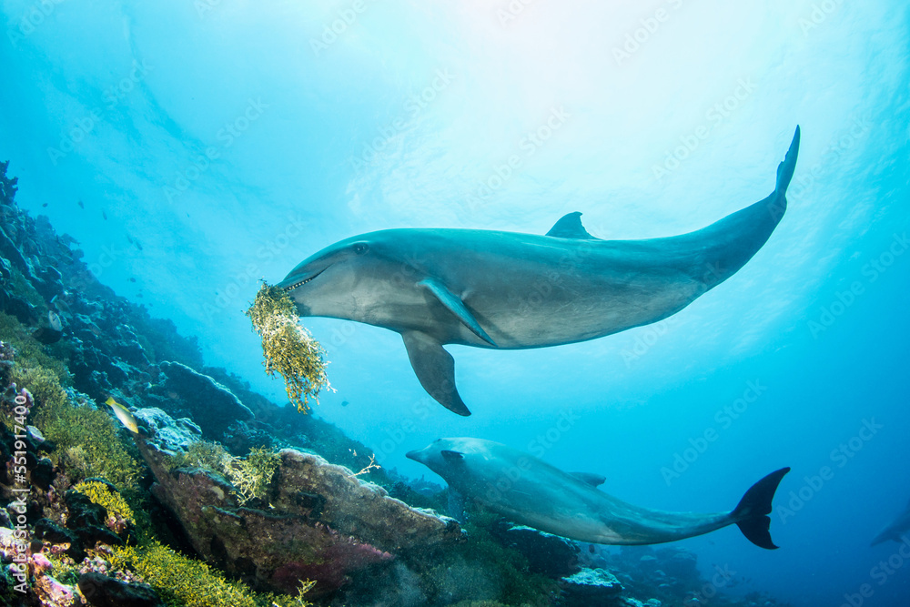 Obraz premium Dolphins playing with seaweed