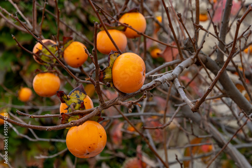 A ripe persimmon grows on a tree branch in the garden.