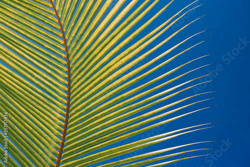 palm leaf detail with bright blue sky - Caribbean vibes 